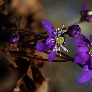 Preview wallpaper plant, flower, petals, stamens, bud, macro