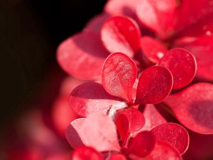 Preview wallpaper plant, flower, petals, drops