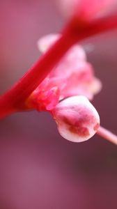 Preview wallpaper plant, flower, pink, light