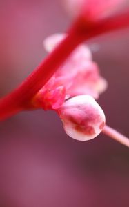 Preview wallpaper plant, flower, pink, light