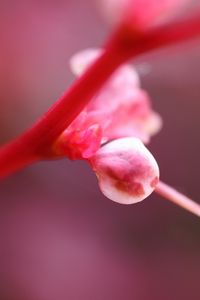 Preview wallpaper plant, flower, pink, light