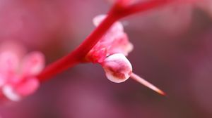 Preview wallpaper plant, flower, pink, light