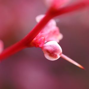 Preview wallpaper plant, flower, pink, light