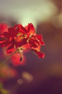 Preview wallpaper plant, flower, red, macro