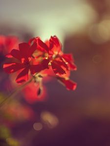 Preview wallpaper plant, flower, red, macro