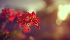 Preview wallpaper plant, flower, red, macro