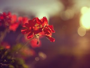 Preview wallpaper plant, flower, red, macro