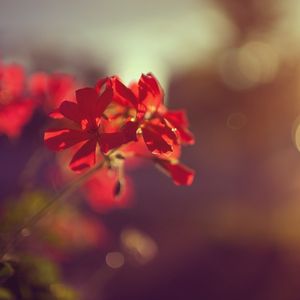 Preview wallpaper plant, flower, red, macro