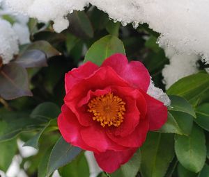 Preview wallpaper plant, flower, snow, leaves