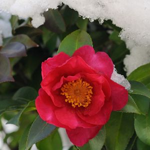 Preview wallpaper plant, flower, snow, leaves