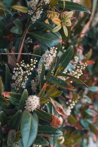 Preview wallpaper plant, flowers, bush