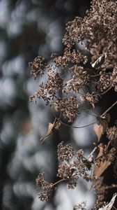 Preview wallpaper plant, flowers, cobweb, macro, nature