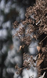 Preview wallpaper plant, flowers, cobweb, macro, nature