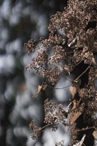 Preview wallpaper plant, flowers, cobweb, macro, nature