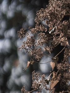 Preview wallpaper plant, flowers, cobweb, macro, nature