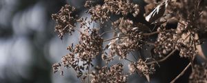 Preview wallpaper plant, flowers, cobweb, macro, nature