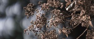 Preview wallpaper plant, flowers, cobweb, macro, nature