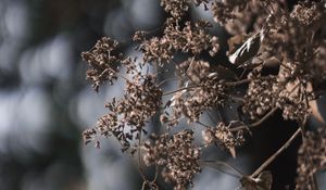 Preview wallpaper plant, flowers, cobweb, macro, nature