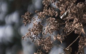 Preview wallpaper plant, flowers, cobweb, macro, nature