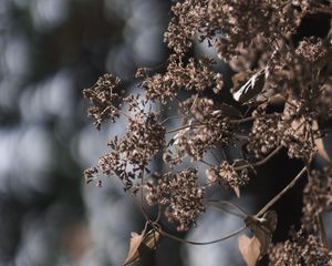 Preview wallpaper plant, flowers, cobweb, macro, nature