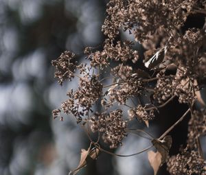 Preview wallpaper plant, flowers, cobweb, macro, nature