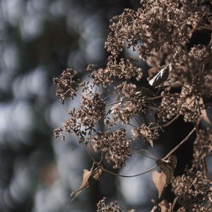 Preview wallpaper plant, flowers, cobweb, macro, nature