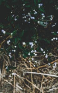 Preview wallpaper plant, flowers, grass, branches