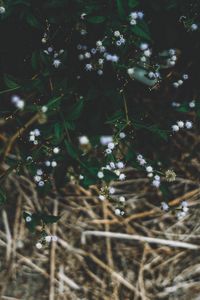 Preview wallpaper plant, flowers, grass, branches