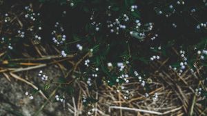 Preview wallpaper plant, flowers, grass, branches