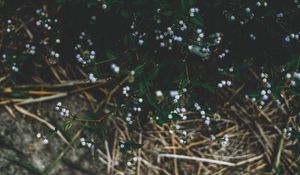 Preview wallpaper plant, flowers, grass, branches