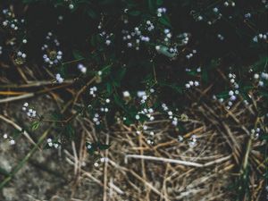 Preview wallpaper plant, flowers, grass, branches