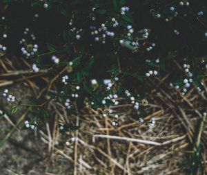 Preview wallpaper plant, flowers, grass, branches