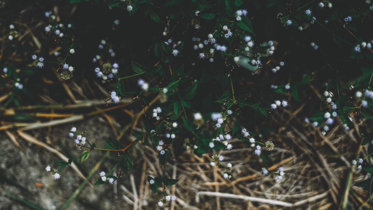 Wallpaper plant, flowers, grass, branches hd, picture, image