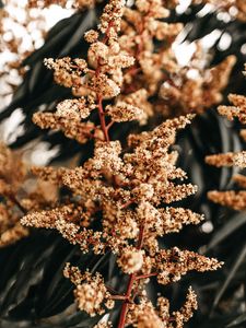 Preview wallpaper plant, flowers, inflorescence, branch, macro