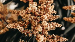 Preview wallpaper plant, flowers, inflorescence, branch, macro