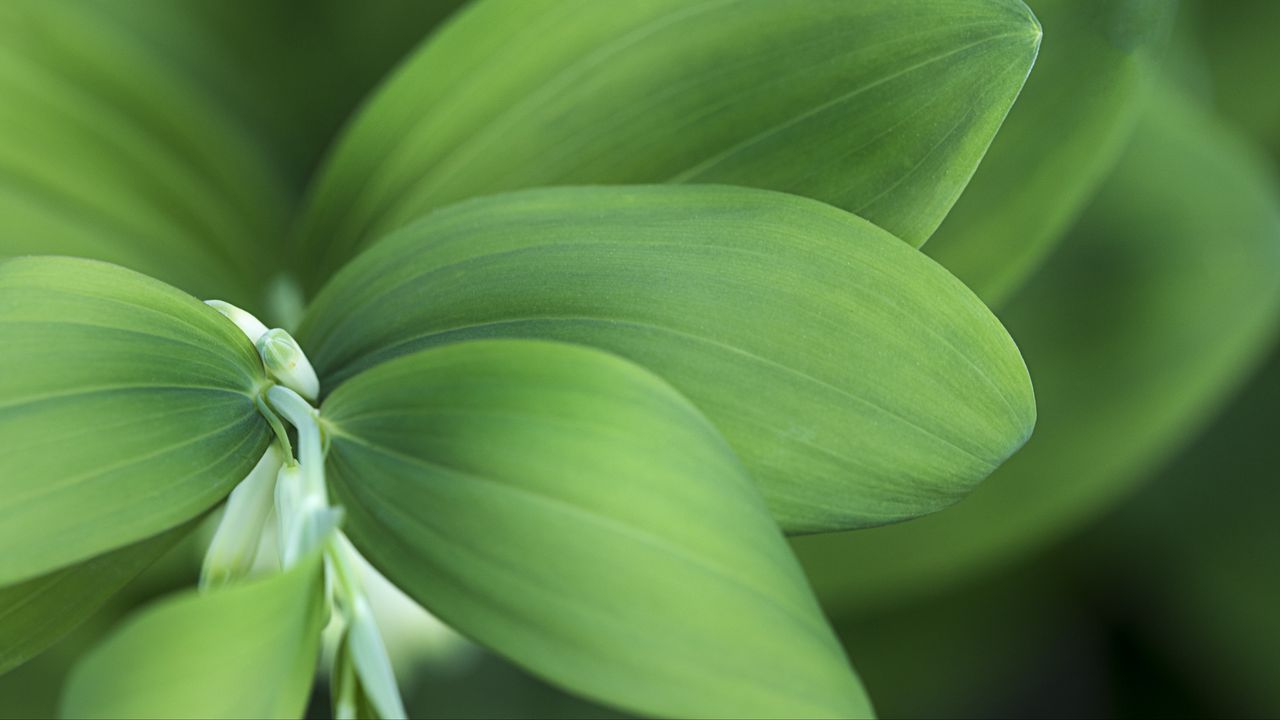 Wallpaper plant, flowers, leaves, macro, green