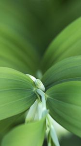 Preview wallpaper plant, flowers, leaves, macro, green