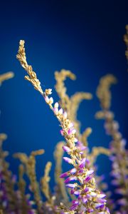 Preview wallpaper plant, flowers, macro, blur