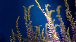 Preview wallpaper plant, flowers, macro, blur