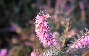 Preview wallpaper plant, flowers, macro, pink, blur