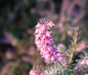 Preview wallpaper plant, flowers, macro, pink, blur