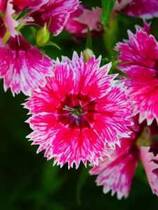 Preview wallpaper plant, flowers, petals, pink, macro