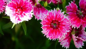 Preview wallpaper plant, flowers, petals, pink, macro