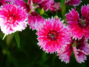 Preview wallpaper plant, flowers, petals, pink, macro