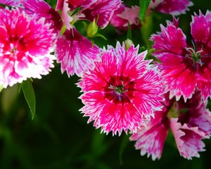 Preview wallpaper plant, flowers, petals, pink, macro