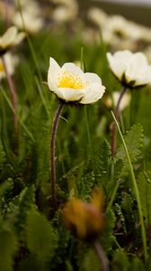 Preview wallpaper plant, flowers, petals, macro