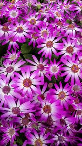 Preview wallpaper plant, flowers, petals, purple, macro