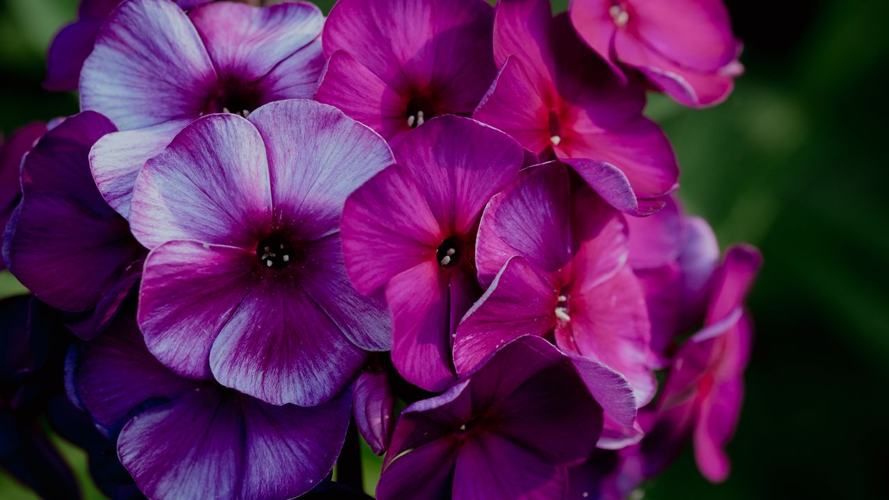 Wallpaper plant, flowers, petals, macro, purple