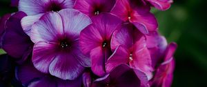 Preview wallpaper plant, flowers, petals, macro, purple