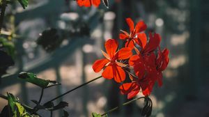 Preview wallpaper plant, flowers, petals, red, macro